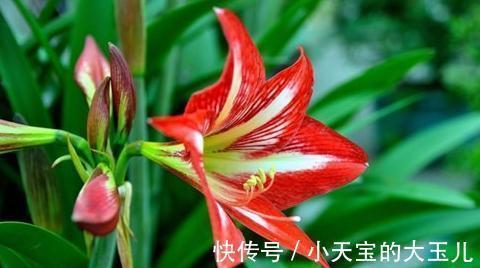 球心|朱顶红，新年吉祥花，养好朱顶红，新年一定红