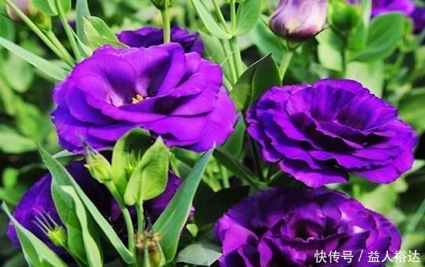 玫瑰花|花开似玫瑰,人称“无刺玫瑰”,一年开花240天,是国际流行花
