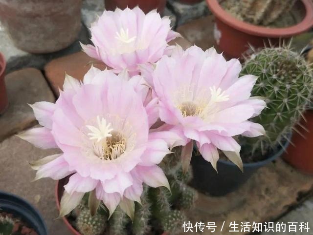 想省心就养这些花,没有病虫害,就爱开花!想省心就养这些花,没有病虫害,就爱开花!