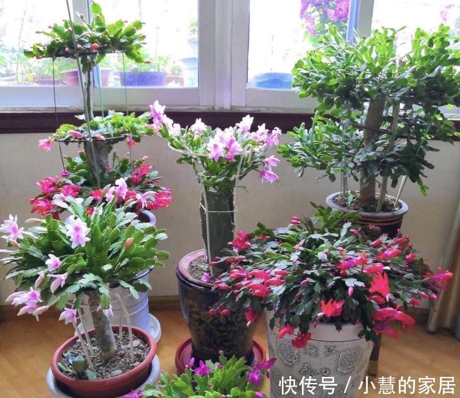 养花|养花没有盆，3个妙招，就能自制出漂亮的花盆，阳台上种了好多花