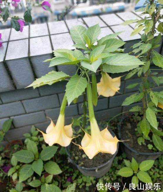 此花,有毒,多闻闻也不行教你方法,让养护正常,让家人安全