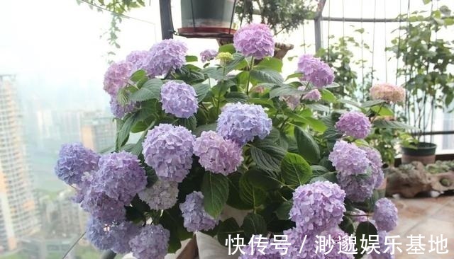 花苞|家里有2种花,趁着现在“摘心”,花苞呼呼窜,个个开爆盆