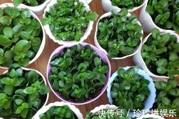 家中长寿花的插杆秘诀,掌握时机很重要,你清楚几个