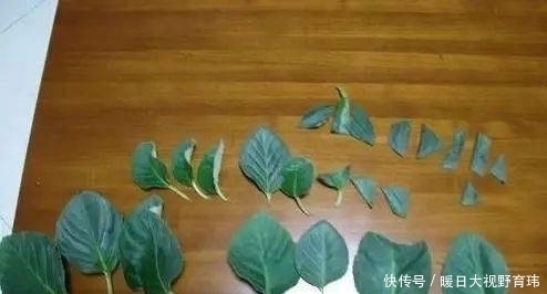 3种喜阴花,放在北阳台,少晒太阳,少管它,清清爽爽开满花