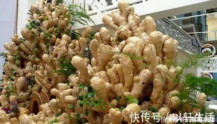 阳台盆栽生姜，简单4步走，叶绿当花赏，不用再去买，自给自足