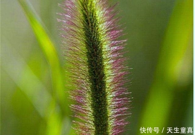 家里面|顽强的猫尾巴草,一个小草在我们的家里也是不错的盆栽,看看吧