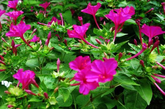 乳腺增生|白开水和它一起泡,女性多喝,乳腺增生消失了,远离妇科病