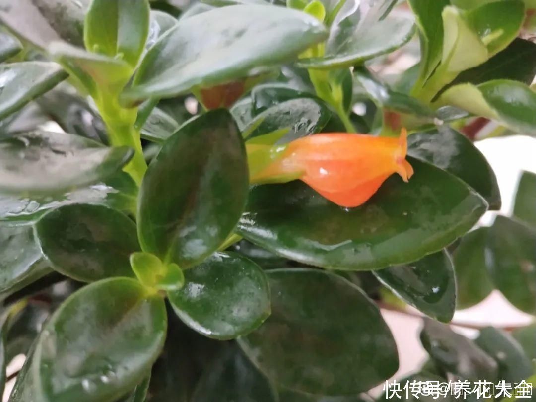 天竺葵|7种花养老桩不好，多扦插、养嫩苗，才能年年开花