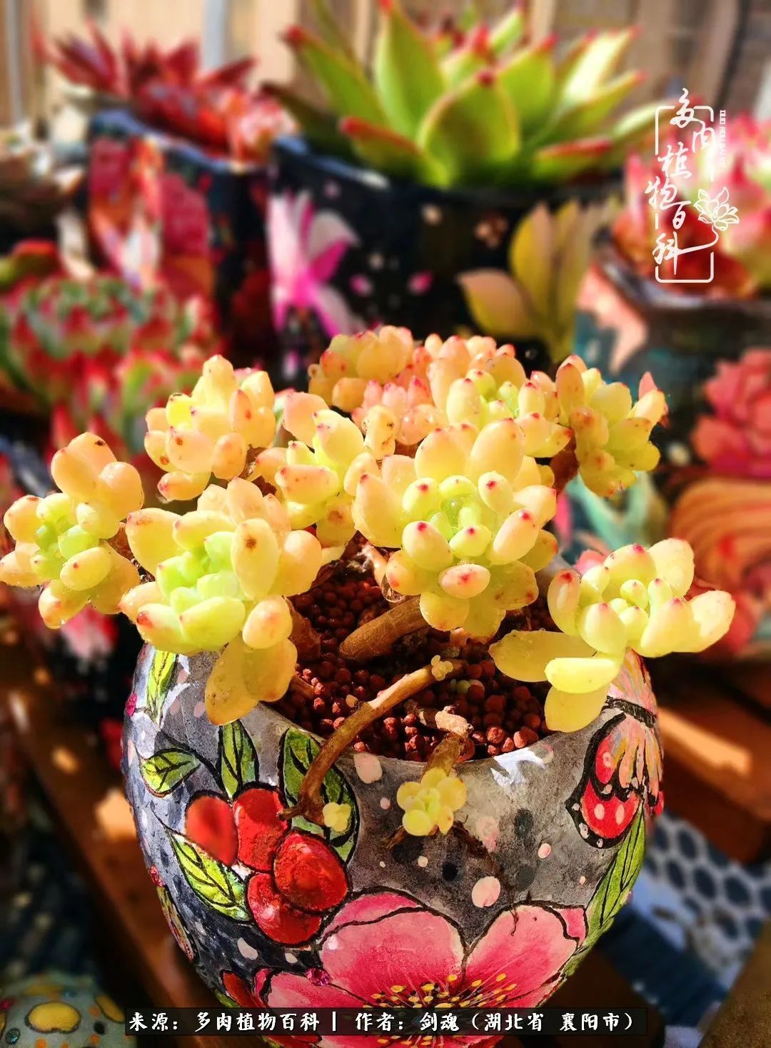 花盆|当美丽的多肉邂逅漂亮的手绘花盆,会是怎样的一种美