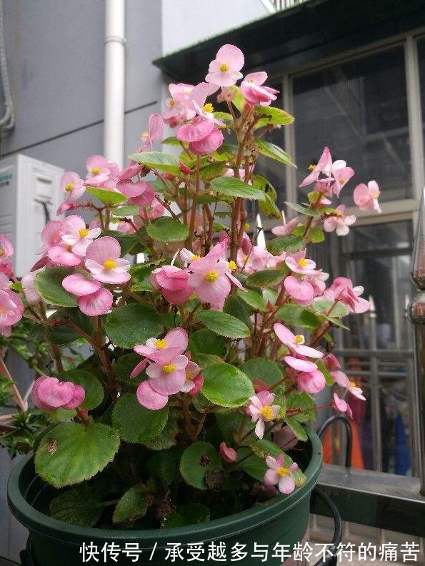 浇水别洒到叶子上,尤其是这6种,不然烂叶烂花芽