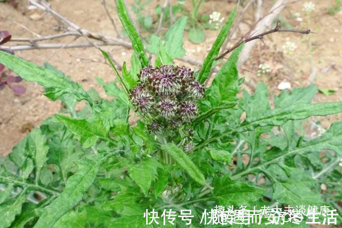 鲜草|提个醒在路边遇见这种野菜，一定要拔回家，现在知道还不晚！