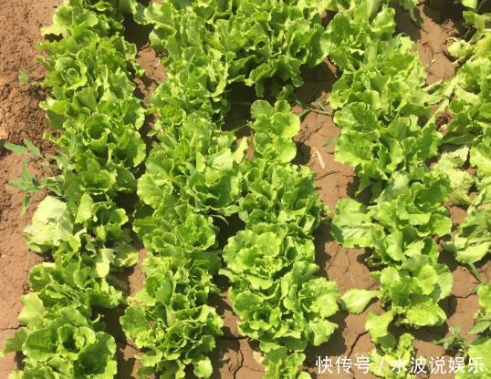春天养花,不如在冬天种菜,撒一把菜籽,不到1个月就能收割