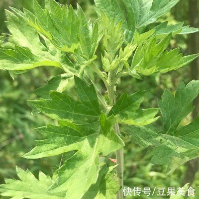  糯韧清香的青团（去年花高价学回来的）