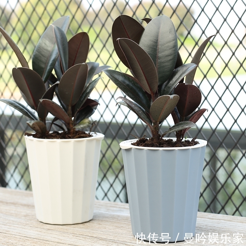 橡皮树|杭州发现一户人家阳台,太惊艳了,像御花园一样美,拍给大家晒晒