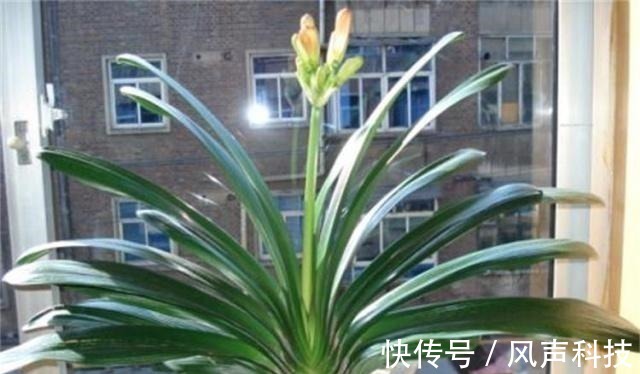 养君子兰别整那些虚的!这么养,叶片绿油油,一年开2次花!