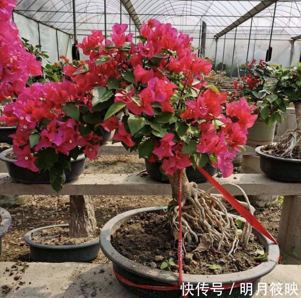 盆景|养了10年的三角梅,一年“修剪”5、6次,变成“老桩”盆景