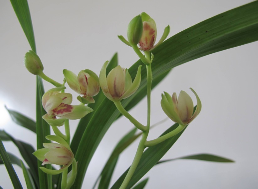 好看的兰花这样栽种后，不但可以常常开花，还能芳香满屋