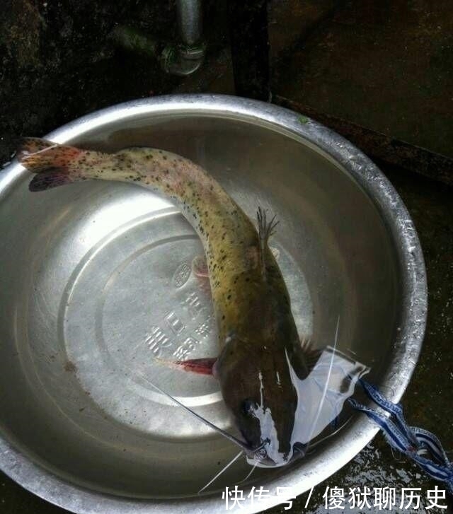 比甲鱼营养,一斤卖到300元,被誉为“淡水鱼之王”,却常被嫌弃