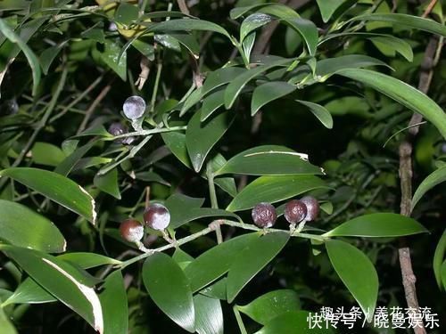 竹柏养成小巧的盆栽植物特别受欢迎,却不知它是高大树木