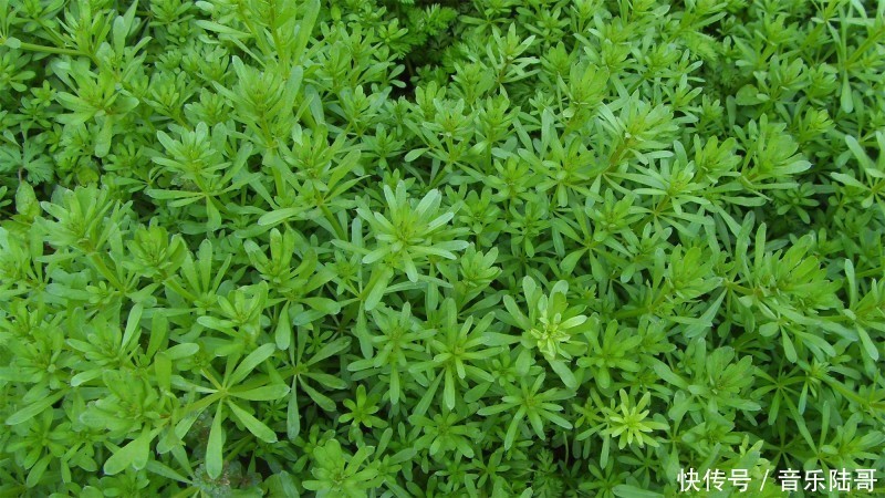 農(nóng)村常見雜草圖鑒(上)