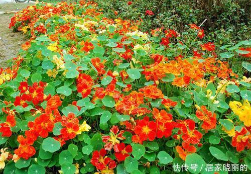 位置|5种盆栽花卉，吊起来养满盆都是花，不占位置，值得拥有！