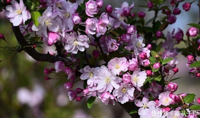 三月海棠烟雨海棠贪睡著,留得一枝春