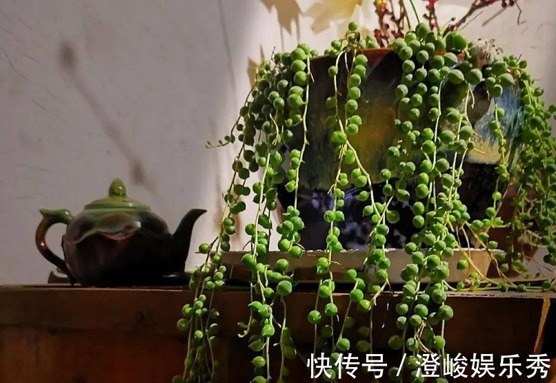 养多肉佛珠秋季满足这4点,叶片圆润,长成“瀑布”,独具魅力