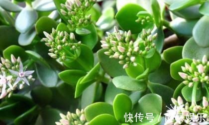 玉树开花不只需要时间这么简单,这3个条件不满足,开花都是空谈