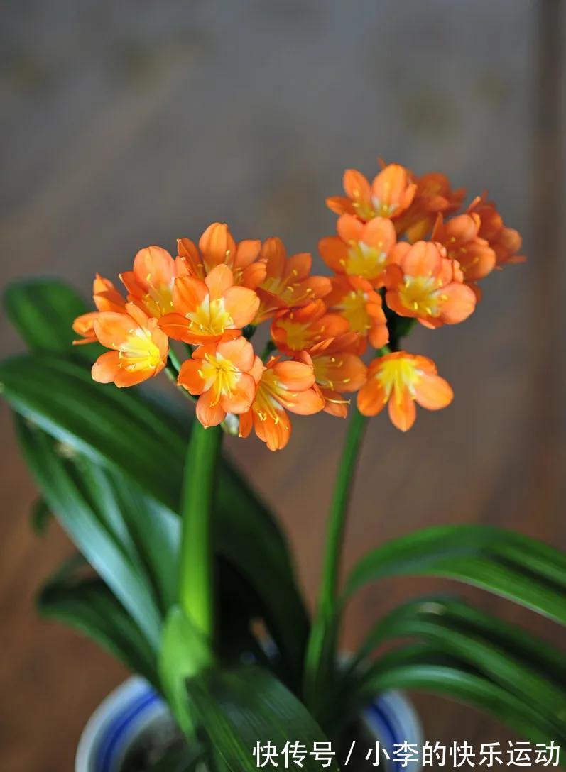 冬季君子兰“夹箭”,4点是关键,做好后让君子兰开花不难