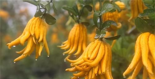 很有營養(yǎng)的3種食物,排毒養(yǎng)顏、補氣益血,身體棒棒噠!