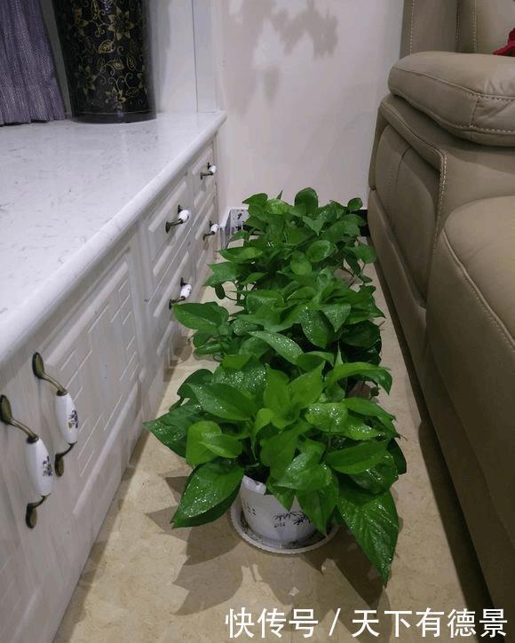 绿萝放在室内就能活,错,这些地方空着也不能放
