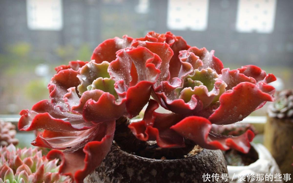 多肉|霸气侧漏的多肉品种,越养就越值钱,度夏无压力