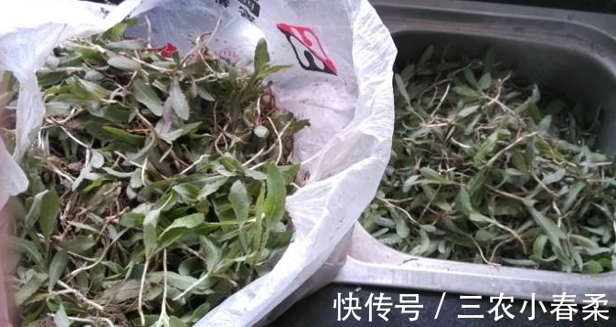 良药|农村一种随处可见的野菜,是一种止咳的良药,市场上要20块一斤
