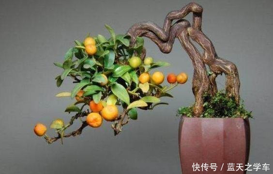 这个盆景和金弹子一样漂亮,就是还没开始养,市场前景好,能收藏!