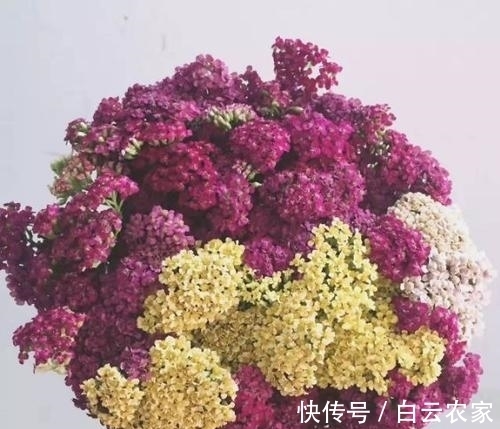 一花一世界，一叶一菩提——奇花异草蓍草，赏花旅游花语生日花