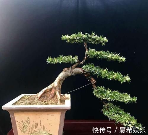 罗汉松盆景观赏价值高,罗汉松盆景养护注意什么