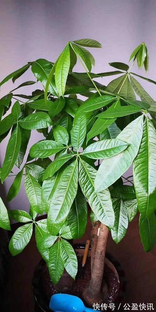 新芽|冬天3种花要饿着养,水肥多了反而烂根,别帮了倒忙!