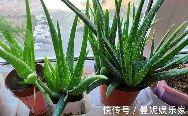 止痒|养芦荟，就要做好“几点”，叶肥芽多，还能美容止痒，家中必备