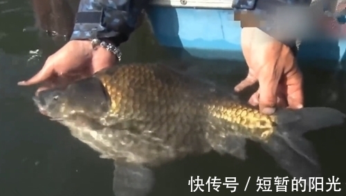钓鱼|野外大河幸运钓获大鲫鱼,一般人很少遇到这么大的鲫鱼