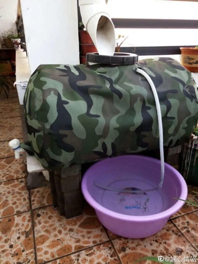 9种花真是老酒鬼,5天一小杯,叶子绿得像打蜡