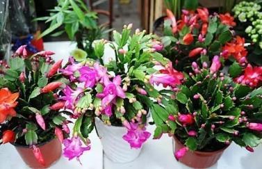 盆里扔个圆“球球”,蟹爪兰长疯了,开成一个大圆“球”!