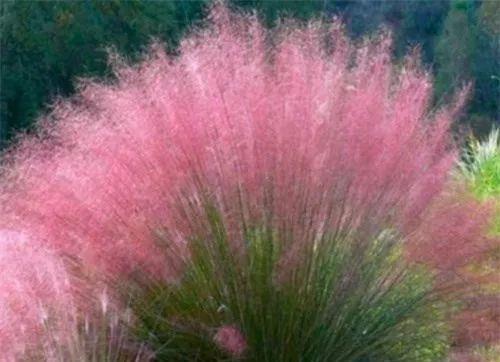 太美了这些草比花还漂亮,第一种就迷倒很多人