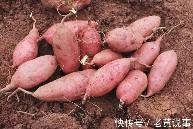 靖否|《聊斋》最短小说,只有3句话25个字,能读懂就是历史达人!