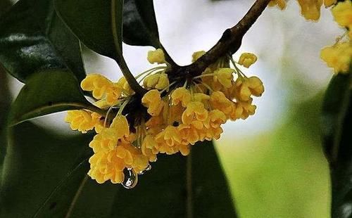 桂花什么时候扦插好？