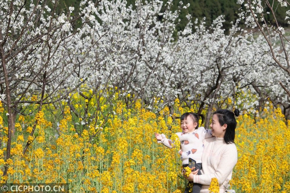 老年|油菜花开金黄一片 春色秀丽美如画