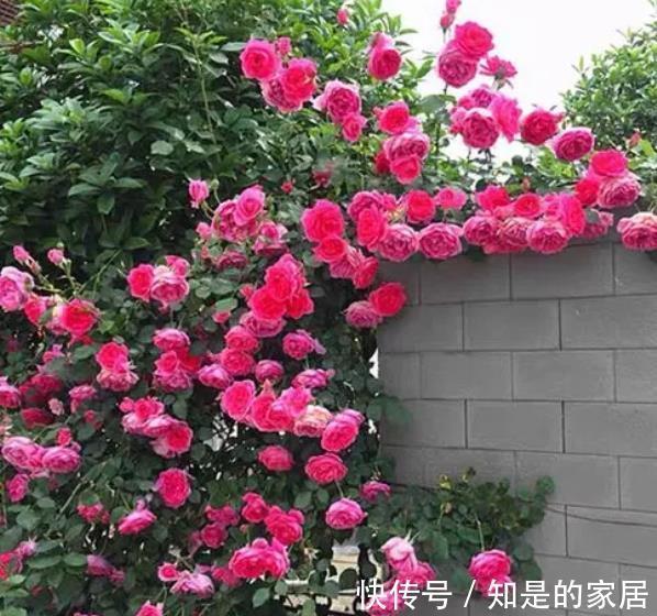 游行|不容错过的一款藤本月季,颜色靓丽长势旺,轻松开出一片花墙