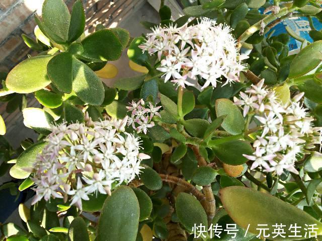 花友们|“有灵气”的2种花,寓意“花开富贵”,养1盆,福气越来越旺!