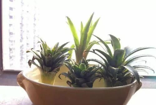 生根|吃完菠萝剩下的叶冠不要丢了,泡水里能生根,还能养成盆栽