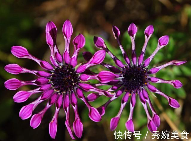 满屋|适合家养的3种花,开花爆盆很容易,满屋都是花香味,谁养谁喜欢