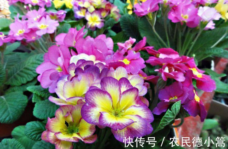 泥土|从9月16日开始,家养此款花卉,简单易成活,特别适合新手养